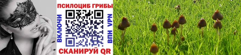 Галлюциногенные грибы Psilocybine cubensis  Купить закладки  Будённовск 